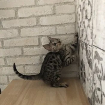 タカ 様のお迎えした子猫