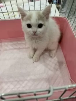 H.N 様のお迎えした子猫