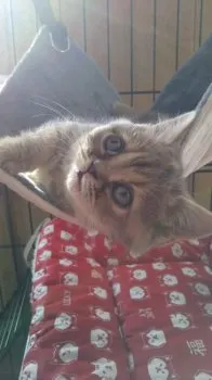 K.K 様のお迎えした子猫