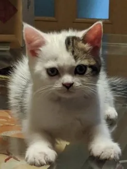 テラダ 様のお迎えした子猫