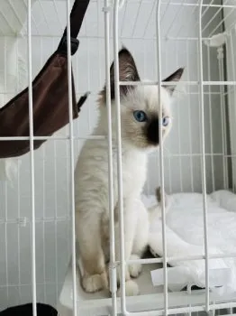 S.H 様のお迎えした子猫