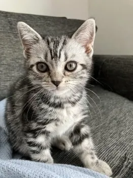 T.K 様のお迎えした子猫