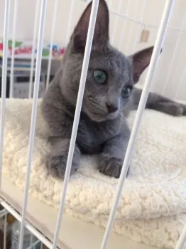 しおんぴ 様のお迎えした子猫