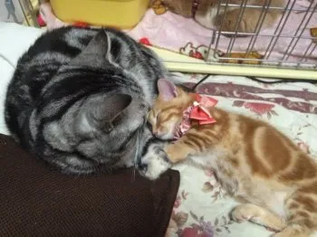 まめ母 様のお迎えした子猫