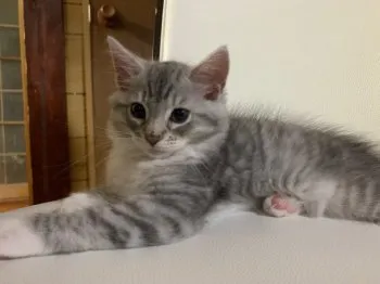 N.Y 様のお迎えした子猫