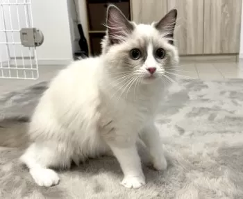 グラ 様のお迎えした子猫