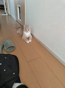 なか 様のお迎えした子猫