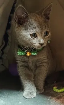 N.Z 様のお迎えした子猫