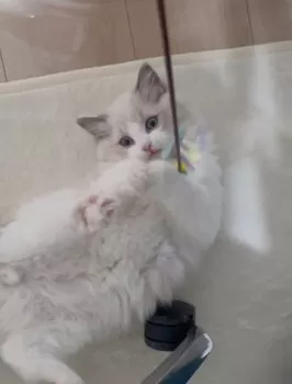 K.I 様のお迎えした子猫