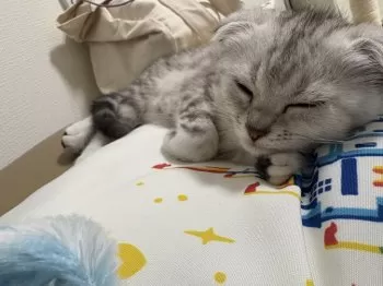 ぴ 様のお迎えした子猫