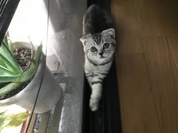 はなまま 様のお迎えした子猫