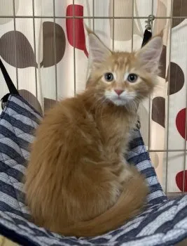 猫丸 様のお迎えした子猫