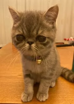 はりね 様のお迎えした子猫