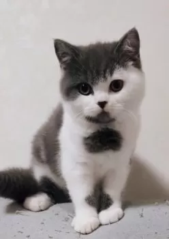 N.K 様のお迎えした子猫