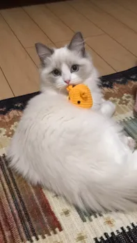 しの 様のお迎えした子猫