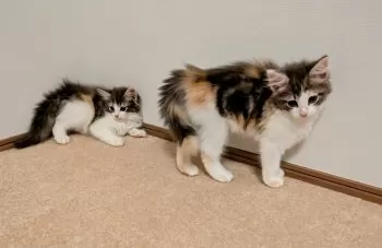 E.K 様のお迎えした子猫