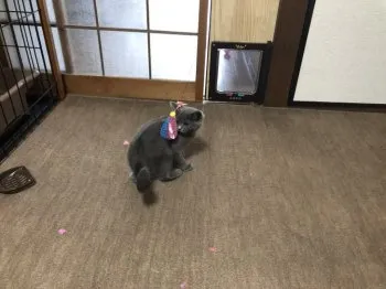 ワシきよしだよ 様のお迎えした子猫
