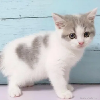 ナナ 様のお迎えした子猫