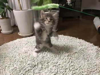 シーザー 様のお迎えした子猫
