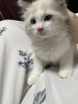 H.N 様のお迎えした子猫