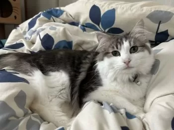 M.K 様のお迎えした子猫