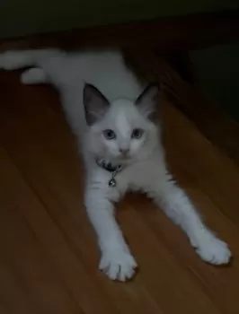 みみこ 様のお迎えした子猫