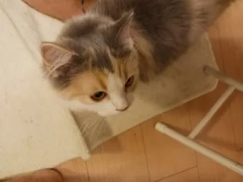 ジャン 様のお迎えした子猫