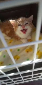 サキ 様のお迎えした子猫