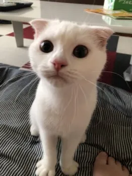 あっち 様のお迎えした子猫