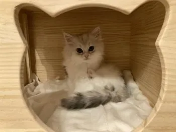 M.Ｉ 様のお迎えした子猫