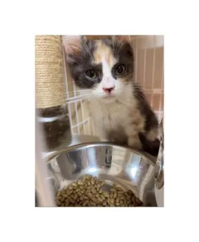 Y.N 様のお迎えした子猫