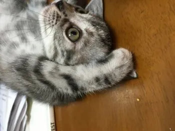 エルサ 様のお迎えした子猫