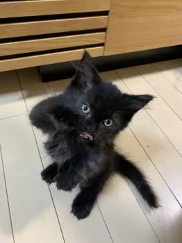 Y.T 様のお迎えした子猫