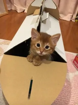 wukkikki 様のお迎えした子猫