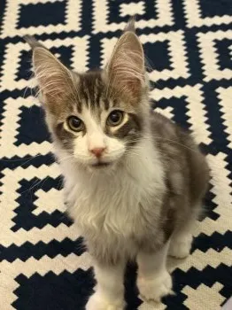 K.H 様のお迎えした子猫