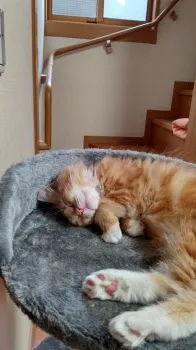 エルコユ 様のお迎えした子猫