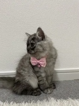 AY 様のお迎えした子猫