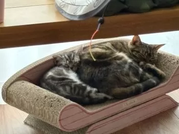 みぃ 様のお迎えした子猫