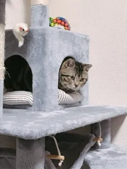 にゃん太さん 様のお迎えした子猫