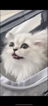 ジュリ 様のお迎えした子猫