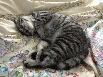Michael (マイケル) 様のお迎えした子猫