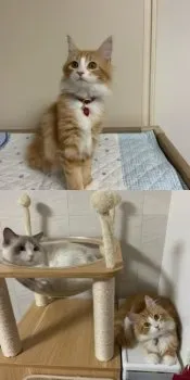 A.K 様のお迎えした子猫