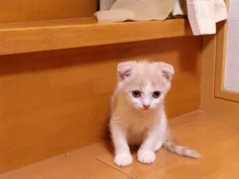 カトウ 様のお迎えした子猫