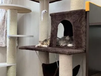 おば 様のお迎えした子猫