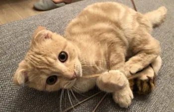 Y.O 様のお迎えした子猫