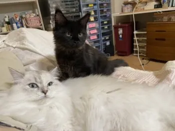 muro 様のお迎えした子猫