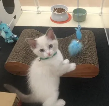 しぶ 様のお迎えした子猫