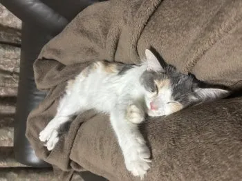 Y.N 様のお迎えした子猫