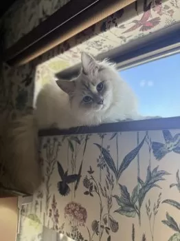 M.Ｉ 様のお迎えした子猫