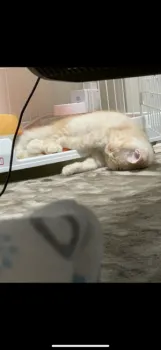 T.Y 様のお迎えした子猫